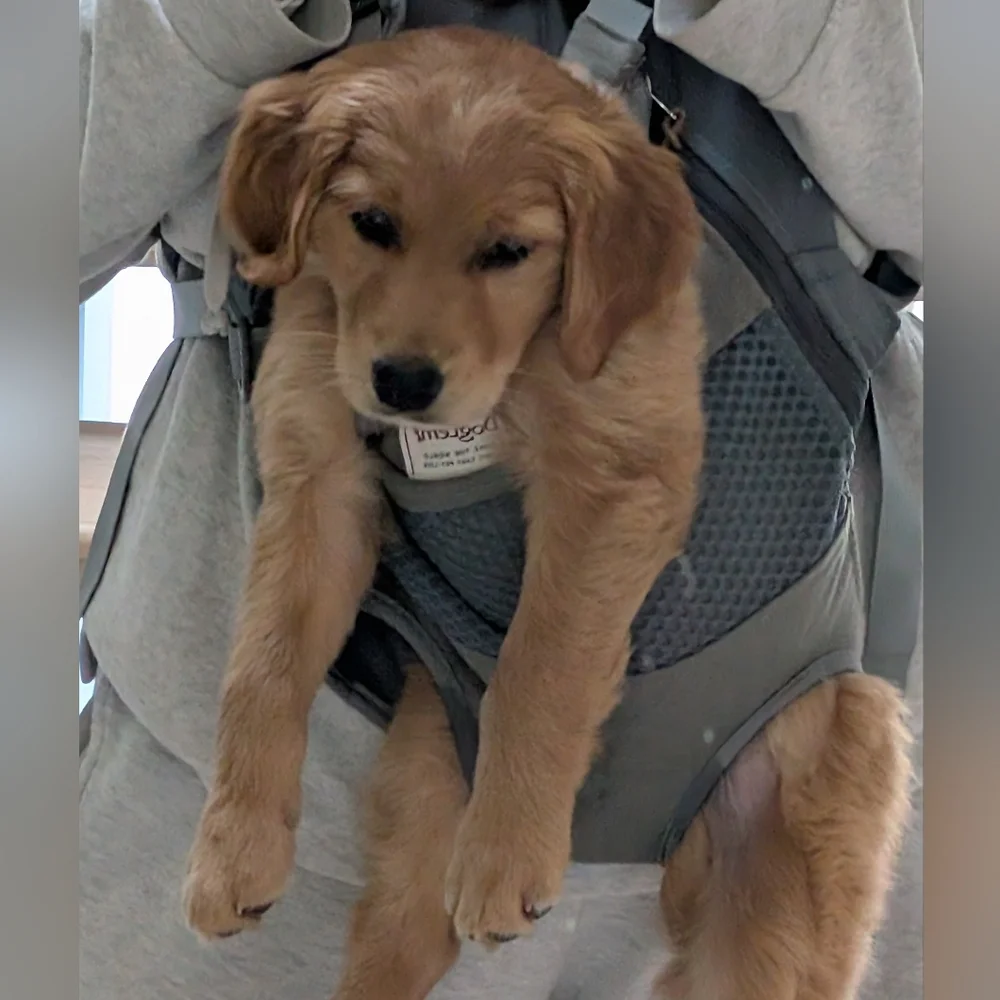 Pet Carrier Backpack Gray, Front/Back Facing - For Small Dog, Puppy or Cat